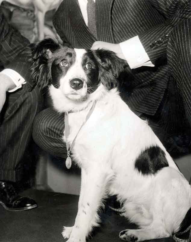 Pickles, World Cup, 1966